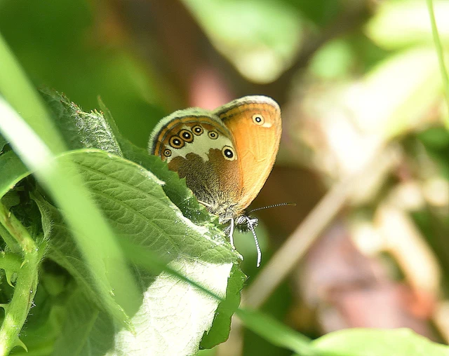 Coenonympha arcania - fehéröves szénalepke