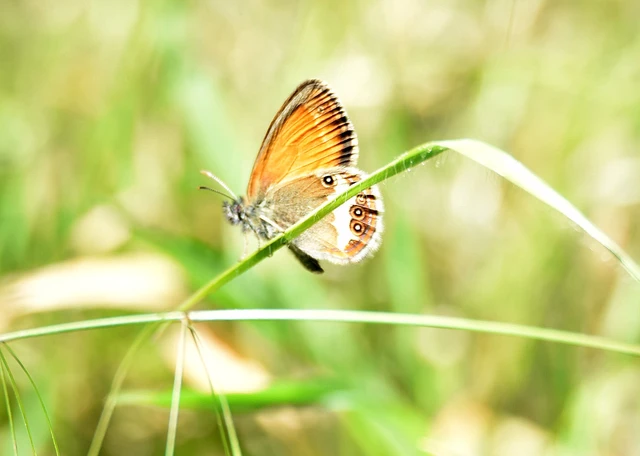 Coenonympha arcania - fehéröves szénalepke