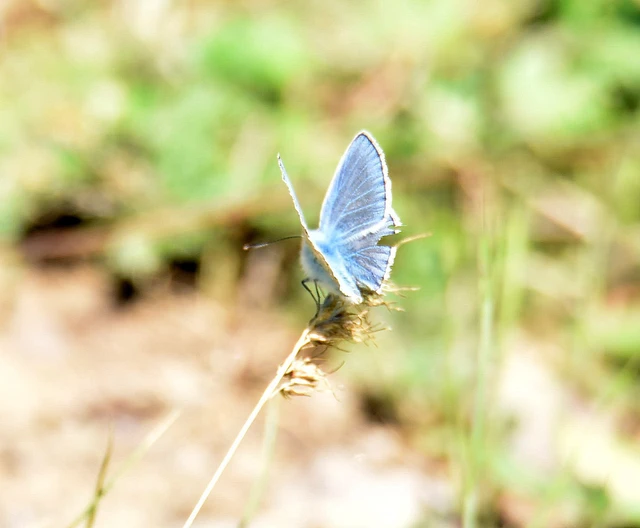 Polyommatus icarus - közönséges boglárka