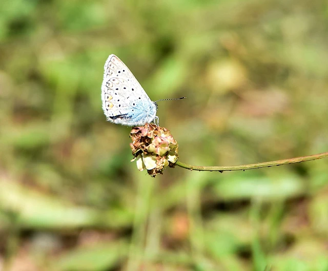 Polyommatus icarus - közönséges boglárka
