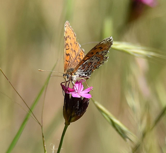 Melitaea trivia - kis tarkalepke