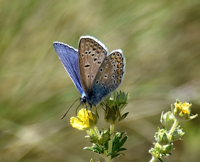 Polyommatus icarus - közönséges boglárka