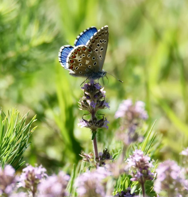 Polyommatus bellargus - égszínű boglárka