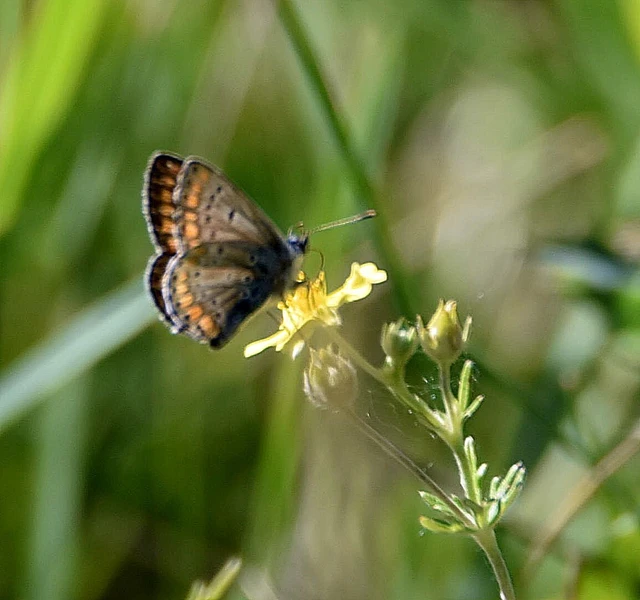 Aricia agestis - szerecsenboglárka