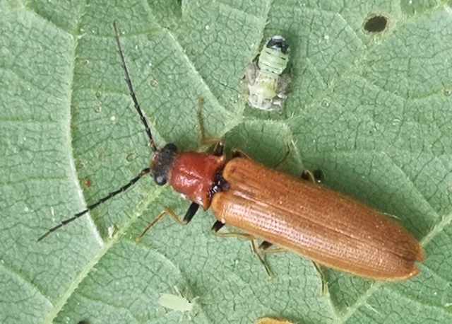 Denticollis linearis - dülledtszemű pattanó