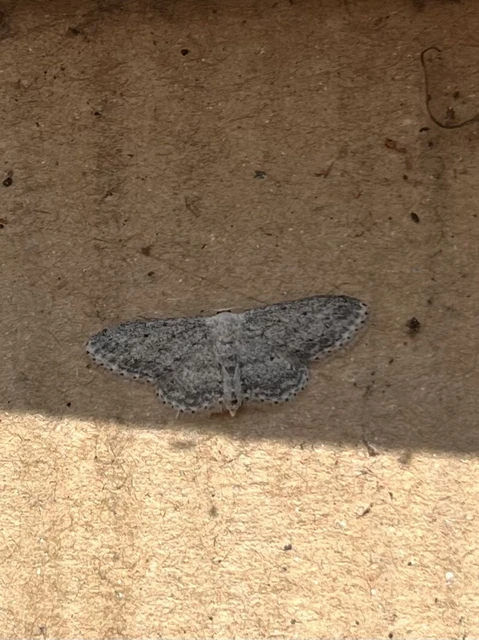 Idaea seriata - szürke apróaraszoló