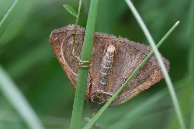 Polypogon tentacularia - sötétaljú karcsúbagoly