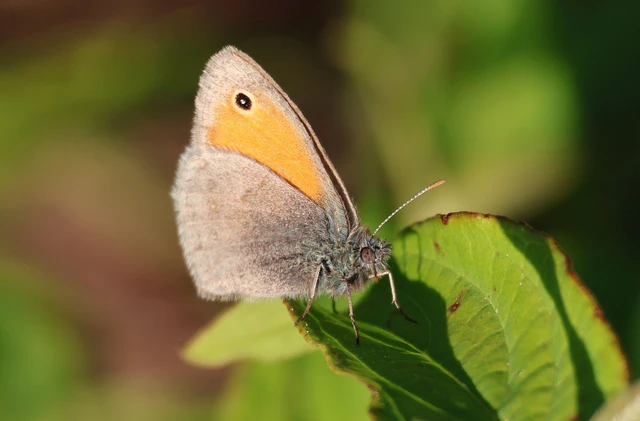 Coenonympha pamphilus - kis szénalepke