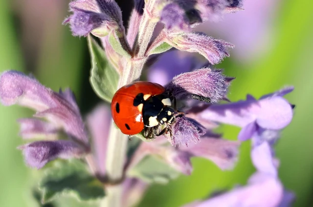 Coccinella septempunctata - hétpettyes katica