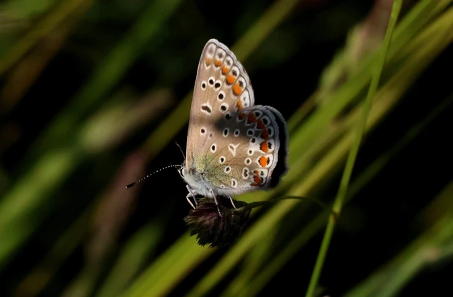 Polyommatus icarus - közönséges boglárka