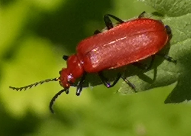 Pyrochroa serraticornis - közép-bíborbogár Pyrochroa serraticornis - közép-bíborbogár