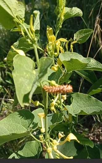 Zerynthia polyxena - farkasalmalepke