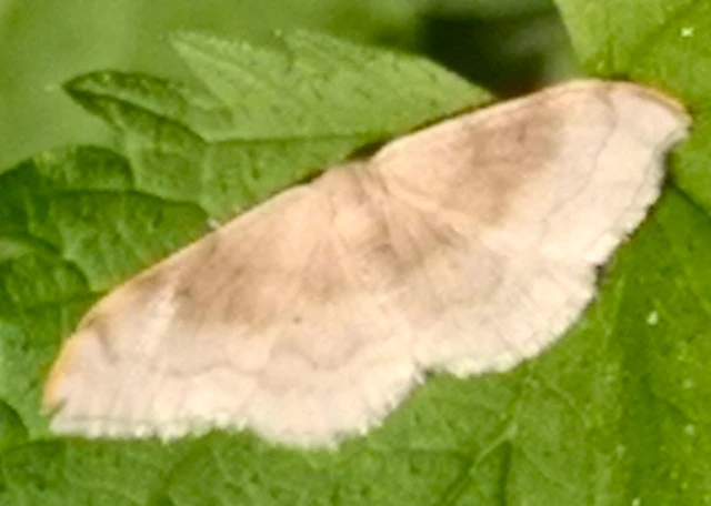 Idaea degeneraria - barnasávos araszoló