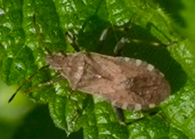 Ceraleptus gracilicornis - tüskéslábú karimáspoloska
