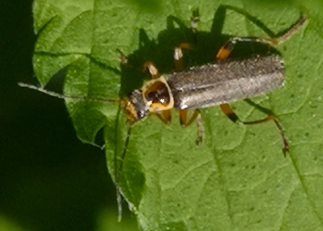 Cantharis nigricans - feketéllő lágybogár