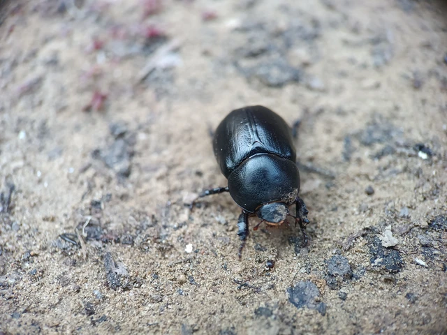 Pentodon idiota - butabogár
