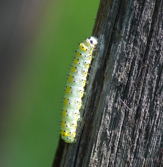 Diloba caeruleocephala - őszi kékesbagoly