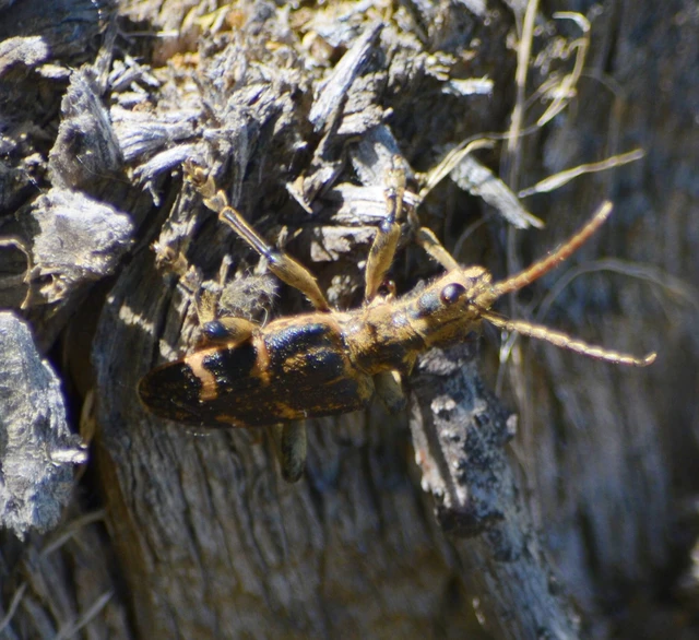 Rhagium sycophanta - tölgyes-tövisescincér
