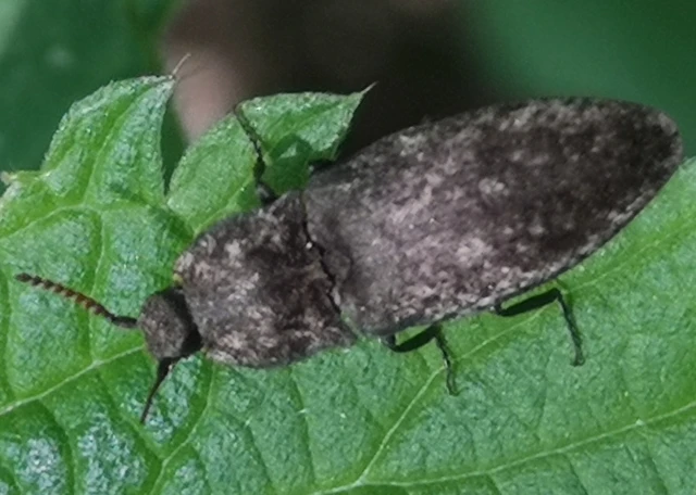 Agrypnus murinus - egérszínű pikkelyespattanó