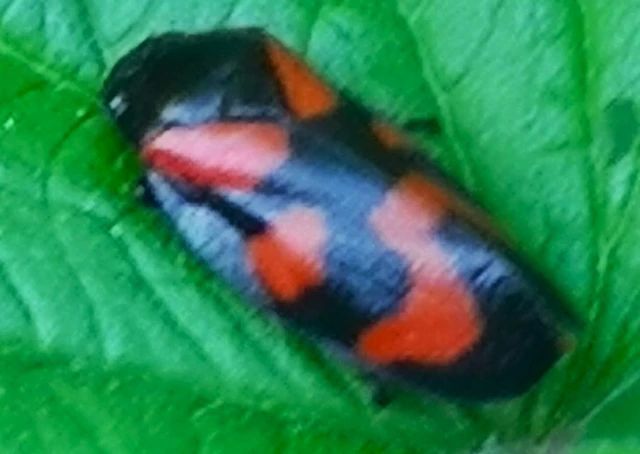 Cercopis vulnerata