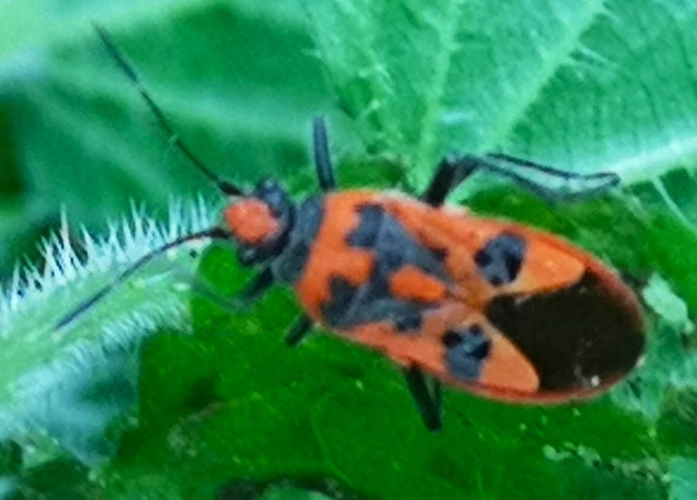 Corizus hyoscyami - piros karimáspoloska