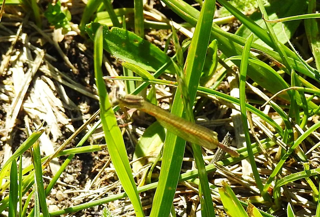 Platycnemis pennipes - széleslábú szitakötő