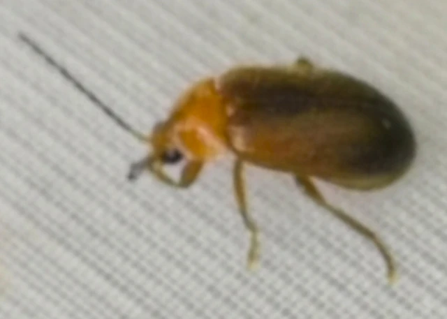 Scirtidae - rétbogárfélék