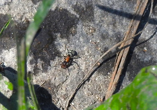 Liometopum microcephalum - tölgyfahangya