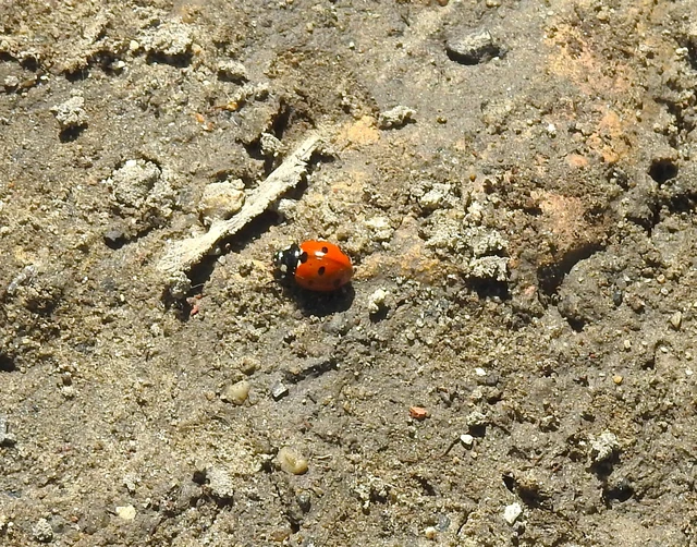 Coccinella septempunctata - hétpettyes katica