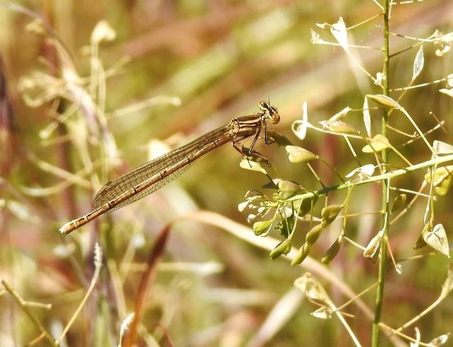 Platycnemis pennipes - széleslábú szitakötő