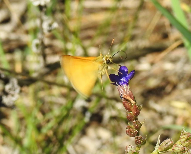 Ochlodes sylvanus - erdei busalepke