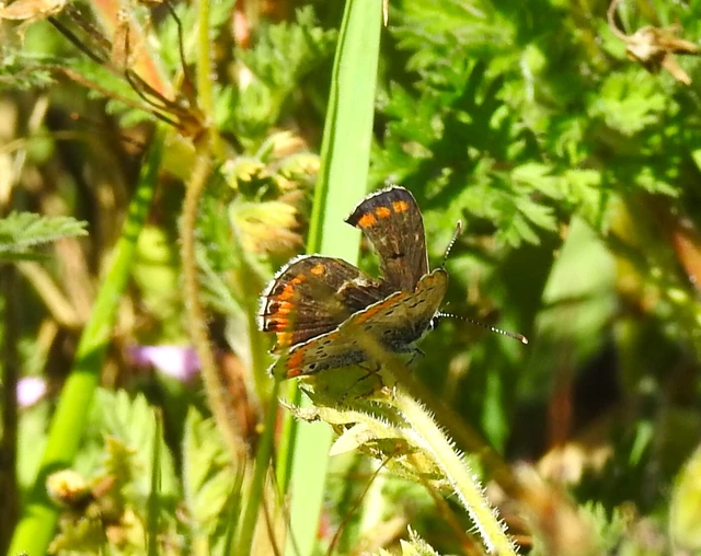 Aricia agestis - szerecsenboglárka