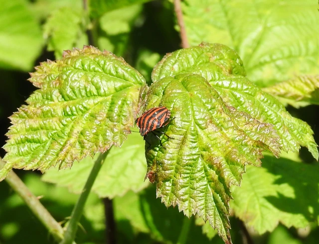 Graphosoma italicum - csíkos pajzsospoloska