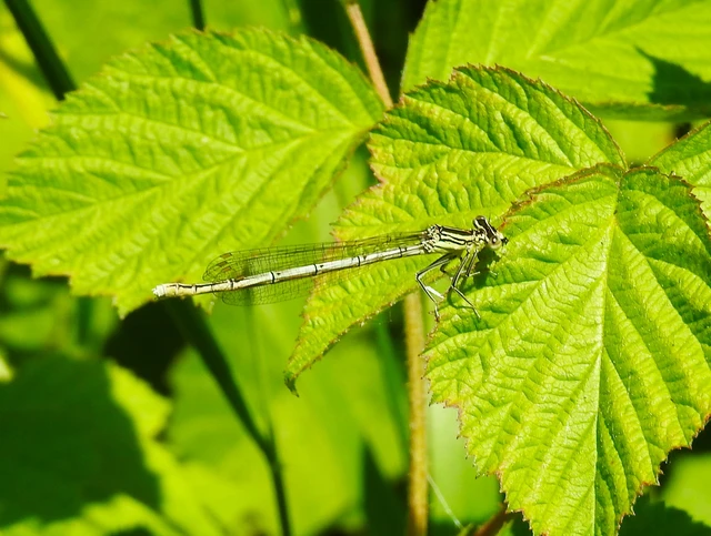 Platycnemis pennipes - széleslábú szitakötő