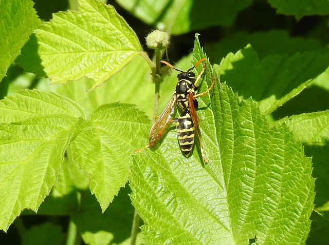 Polistes - papírdarazsak