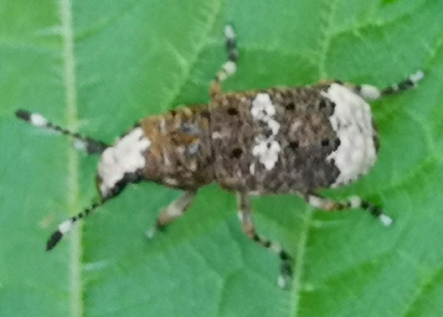 Platystomos albinus - nagybajuszú orrosbogár
