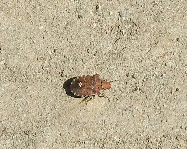 Dyroderes umbraculatus Dyroderes umbraculatus