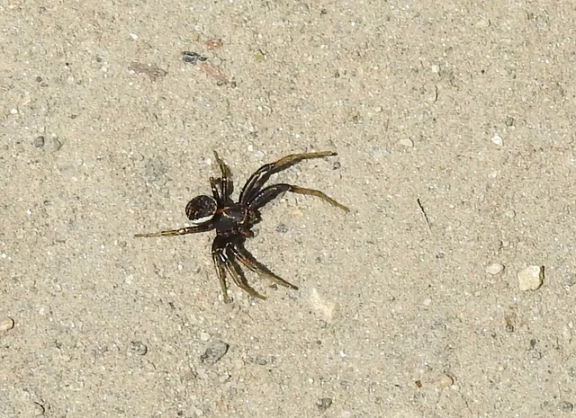 Xysticus