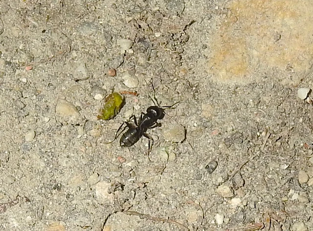 Camponotus vagus - fekete lóhangya
