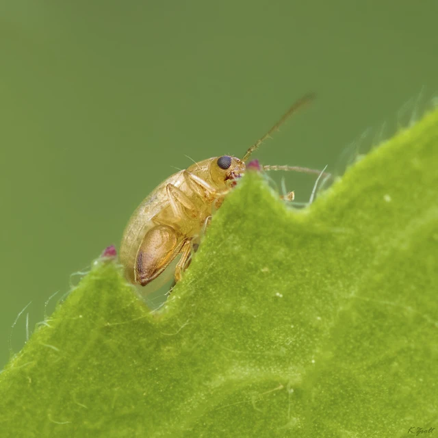Longitarsus