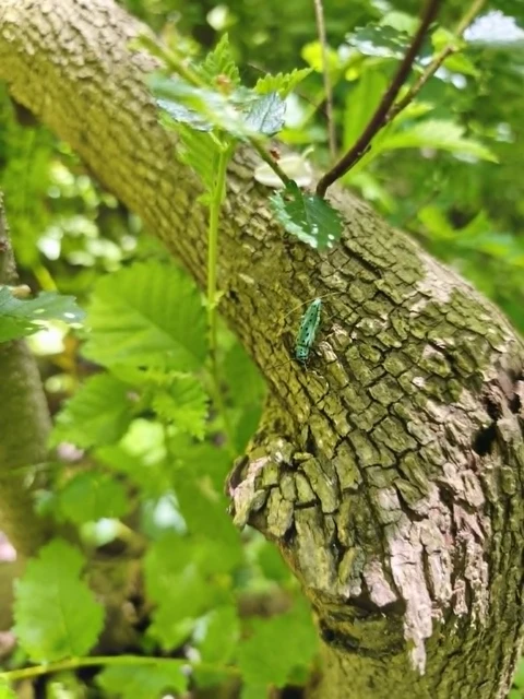 Saperda punctata - pettyes szilcincér Saperda punctata - pettyes szilcincér