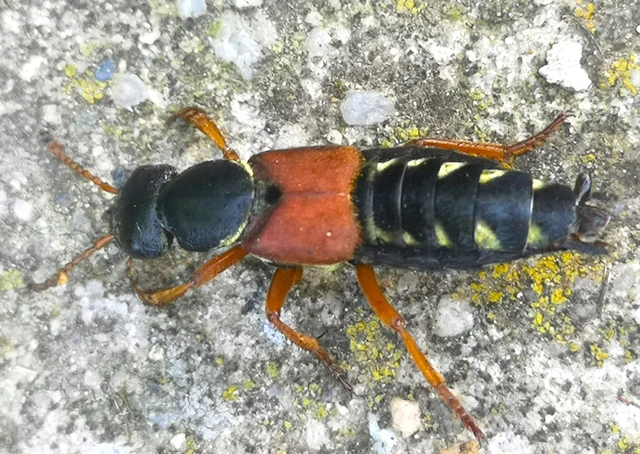 Staphylinus caesareus - aranysujtásos holyva