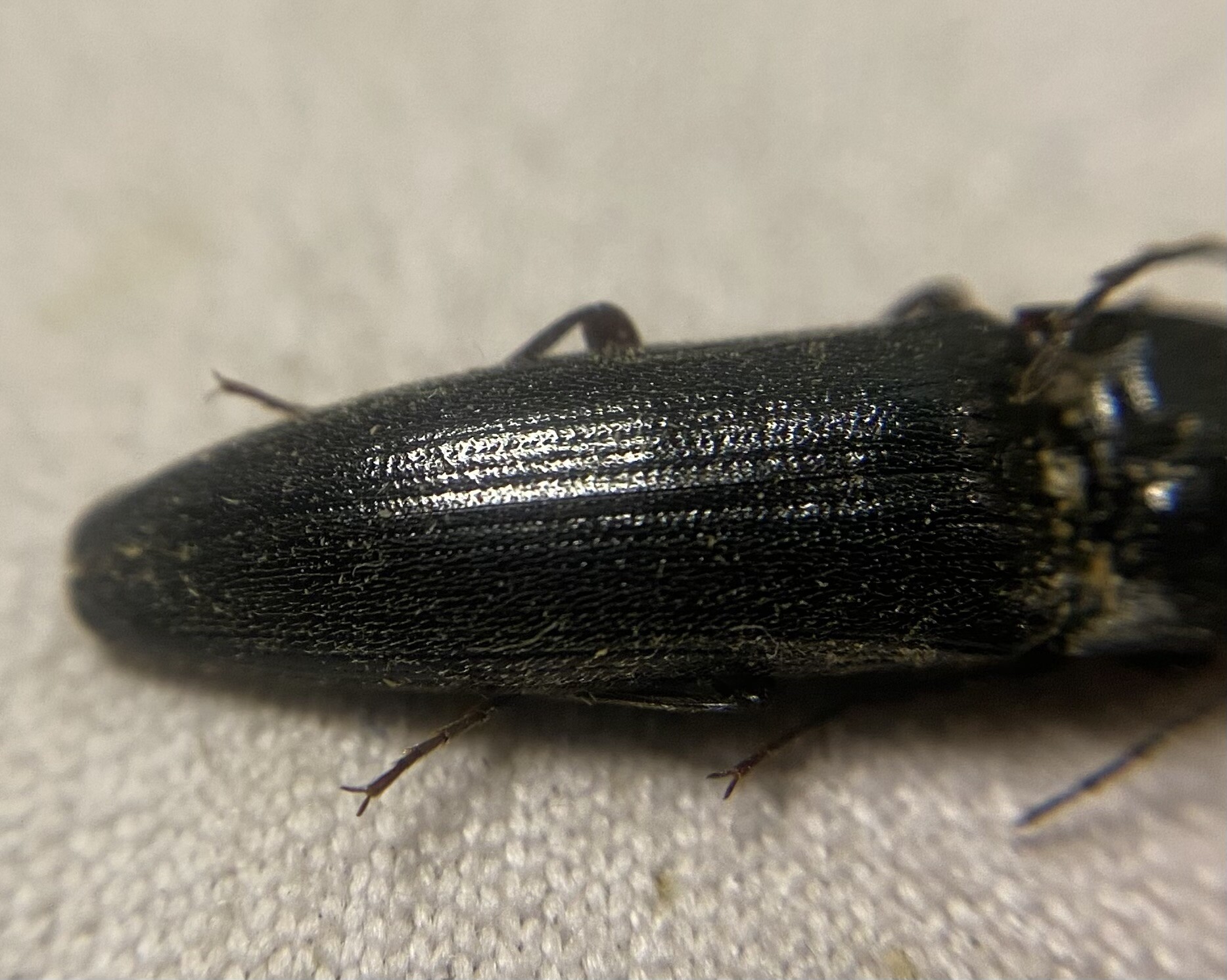 Melanotus castanipes - nyugati gyászpattanó