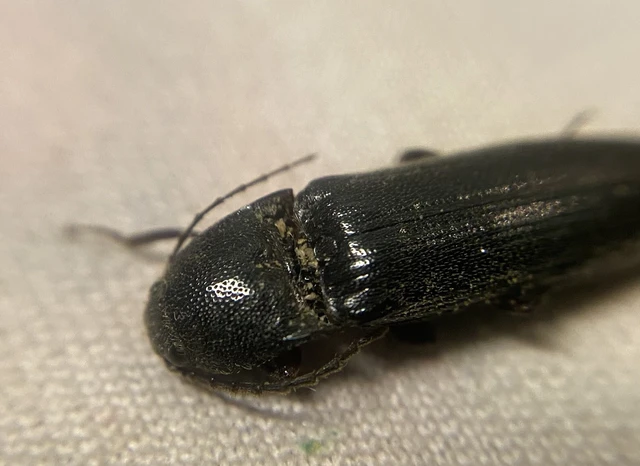Melanotus castanipes - nyugati gyászpattanó