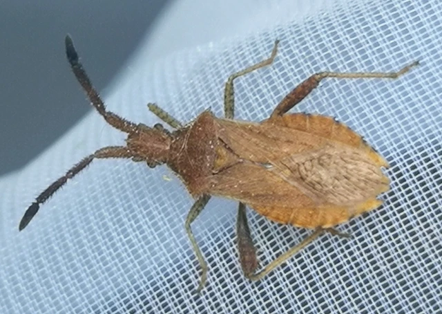 Coriomeris