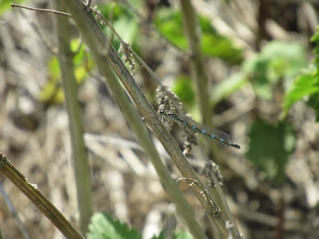 Coenagrion ornatum - díszes légivadász