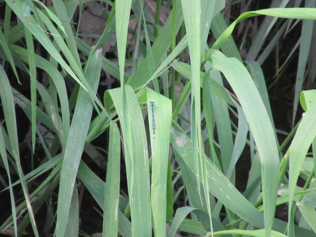 Coenagrion puella - azúrkék légivadász