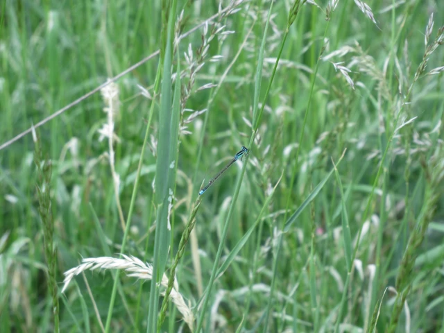 Ischnura pumilio - apró légivadász