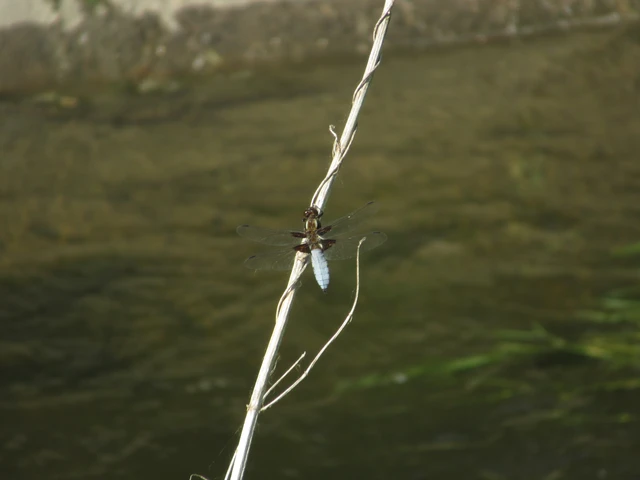 Libellula depressa - széles laposacsa