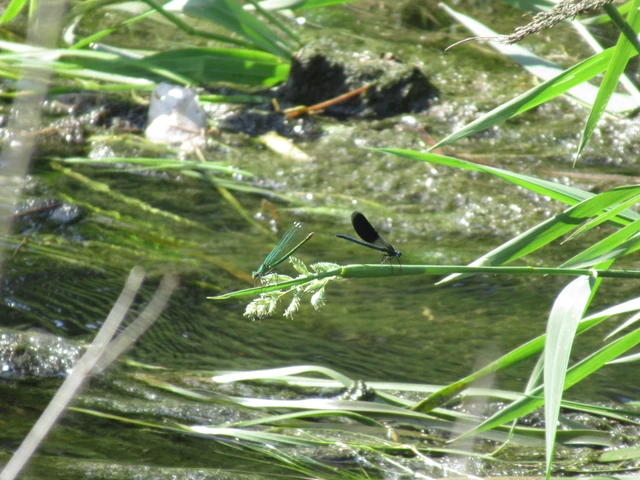 Calopteryx splendens - sávos szitakötő
